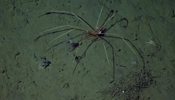 蒙特利灣水族館研究所2021年珍稀深海生物攝影盤點