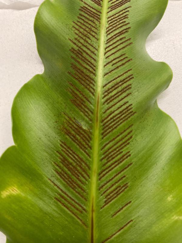 上課去，今天講講苔蘚和蕨類