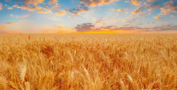 《麥田裡的守望者》:書中的守望者是誰?讀者:這個守望者叫善良 《麥田裡的守望者》:書中的守望者是誰?讀者:這個守望者叫善良