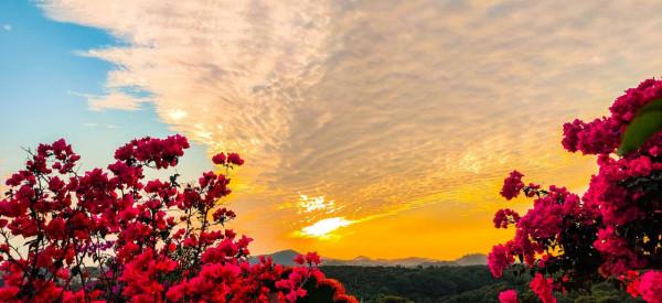 中秋將至，三角梅即將全面盛開，快來粵龍山花海世界打卡