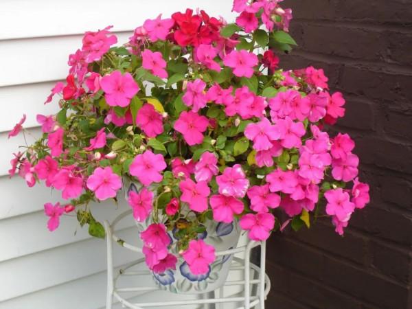 9種很適合用吊籃養的開花植物,掛在朝南陽臺就能養好 9種很適合用吊籃養的開花植物,掛在朝南陽臺就能養好