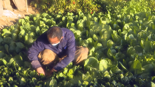 大棚種植，把美好願景“種”出來～
