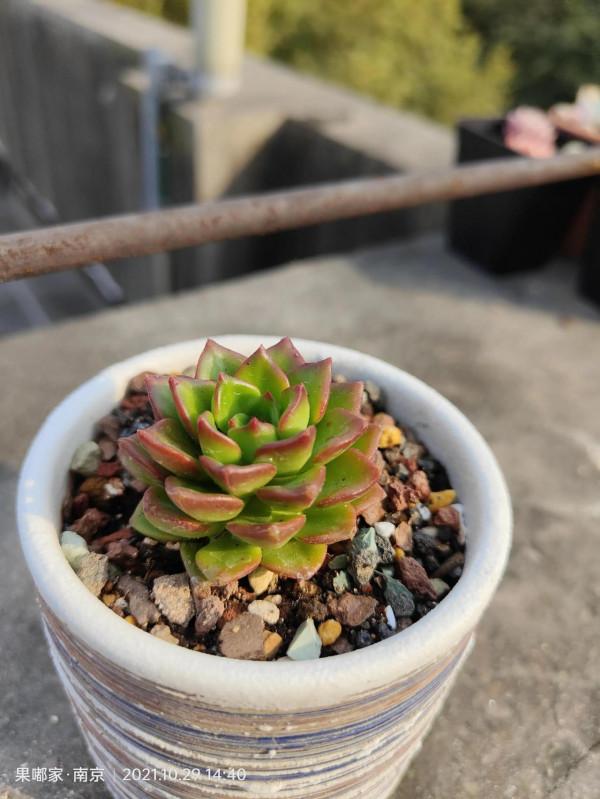 花園裡的月季在爭相開放