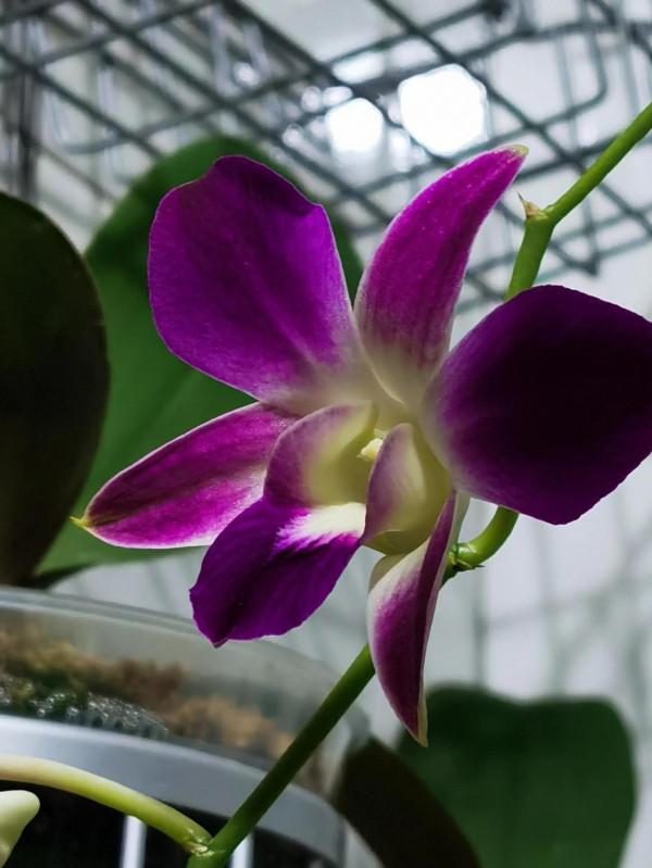 四顆出花劍了 四顆出花劍了