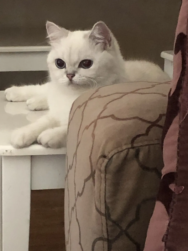 室友的貓它叫充電寶哈哈哈哈哈