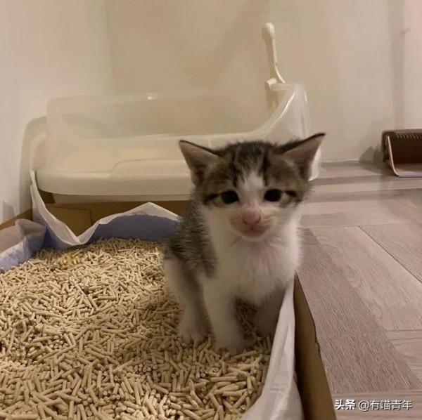 “喜當爹!好傢伙生了8只小奶貓!” “喜當爹!好傢伙生了8只小奶貓!”