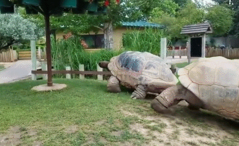 35張活久未見的照片，車走了冰還在原地，袋鼠打架像在鬥舞