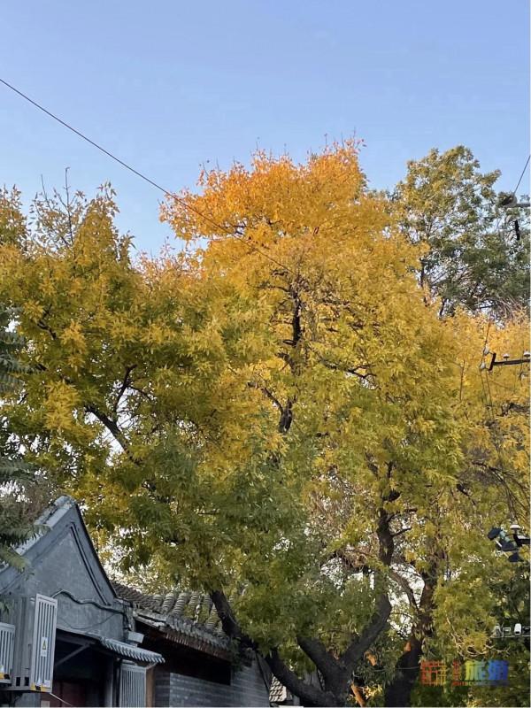 衚衕記憶 | 衚衕特殊角度發現京城之美，這些出片機位必來打卡！