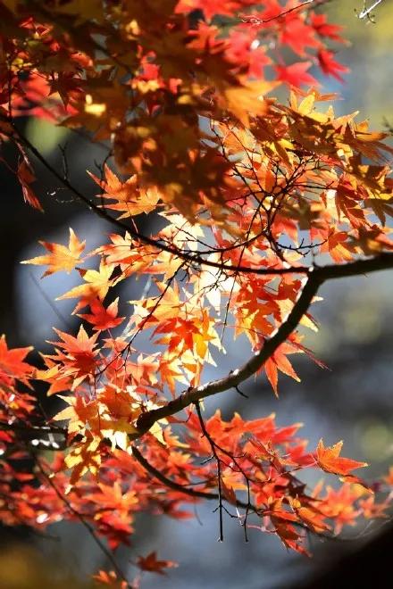 最美的五彩楓葉 最美的五彩楓葉