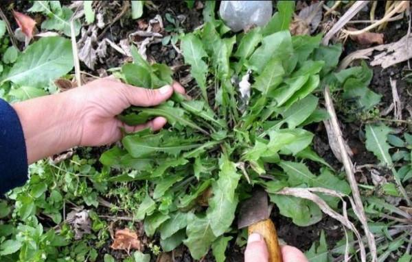 冬日裡的7種“野菜”,以前漫山遍野都是,現在也還是美味佳餚 冬日裡的7種“野菜”,以前漫山遍野都是,現在也還是美味佳餚