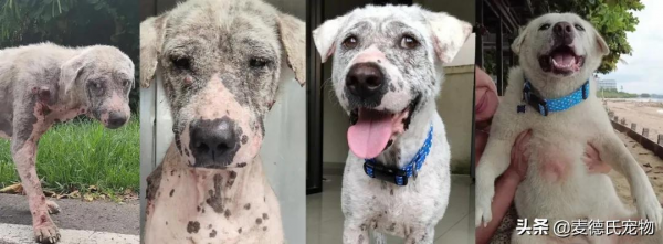 撿到一個禿毛流浪狗,才3個多月,它就變超甜大白... 撿到一個禿毛流浪狗,才3個多月,它就變超甜大白...