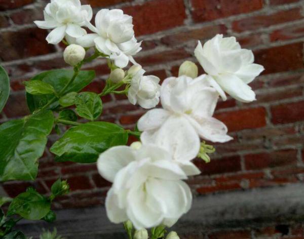 夏天茉莉不開花?兩種土壤要重視,及時處理才能長勢旺 夏天茉莉不開花?兩種土壤要重視,及時處理才能長勢旺