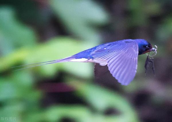 燕子每年都去南方過冬，“南方”究竟是哪？可能很多人都理解錯了