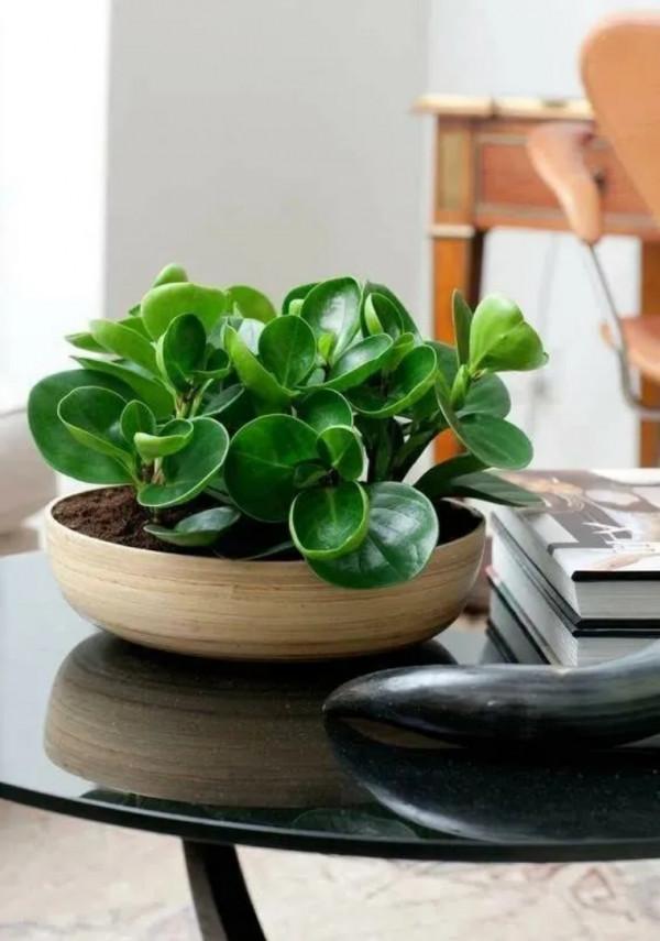 100種觀葉植物 | No.8 豆瓣綠養護攻略 100種觀葉植物 | No.8 豆瓣綠養護攻略