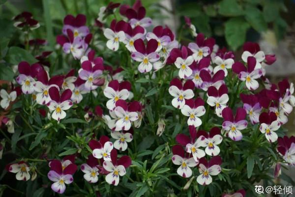 屋裡養盆“香水花”,活脫脫的“活香水”,滿屋香味還特別耐寒 屋裡養盆“香水花”,活脫脫的“活香水”,滿屋香味還特別耐寒