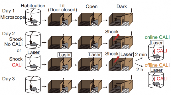 消除記憶!日本學者透過光照實現對記憶的操縱 消除記憶!日本學者透過光照實現對記憶的操縱