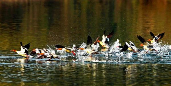 讀圖 |“鳥中大熊貓”中華秋沙鴨美姿