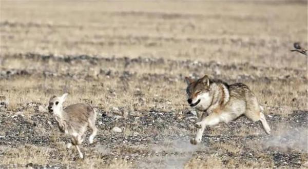 母狼卓瑪：孤狼獨自養育幼崽，卻遭金雕襲殺，母狼潛伏數月終復仇