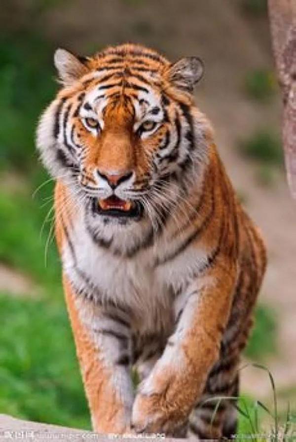 狡猾多避害 狡猾多避害