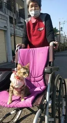 72歲的老阿嬤推著毛孩子散步,把遛貓當復健,暖哭眾人 72歲的老阿嬤推著毛孩子散步,把遛貓當復健,暖哭眾人