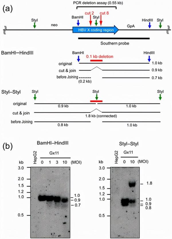 乙肝CRISPR/Cas9，提供多個基因敲除，解決異質靶點及逃避突變體