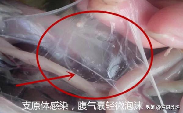 獸醫:泰樂菌素+磺胺二甲嘧啶,堪稱“萬金油”,防治雞場3類雞病 獸醫:泰樂菌素+磺胺二甲嘧啶,堪稱“萬金油”,防治雞場3類雞病