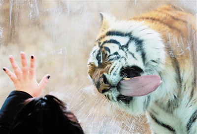 動物園大門重開 獅虎豹備受矚目