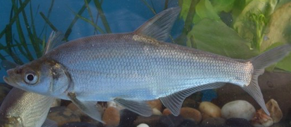 圖鑑：我國增殖放流允許的主要淡水魚類&mdash;&mdash;廣佈種21種