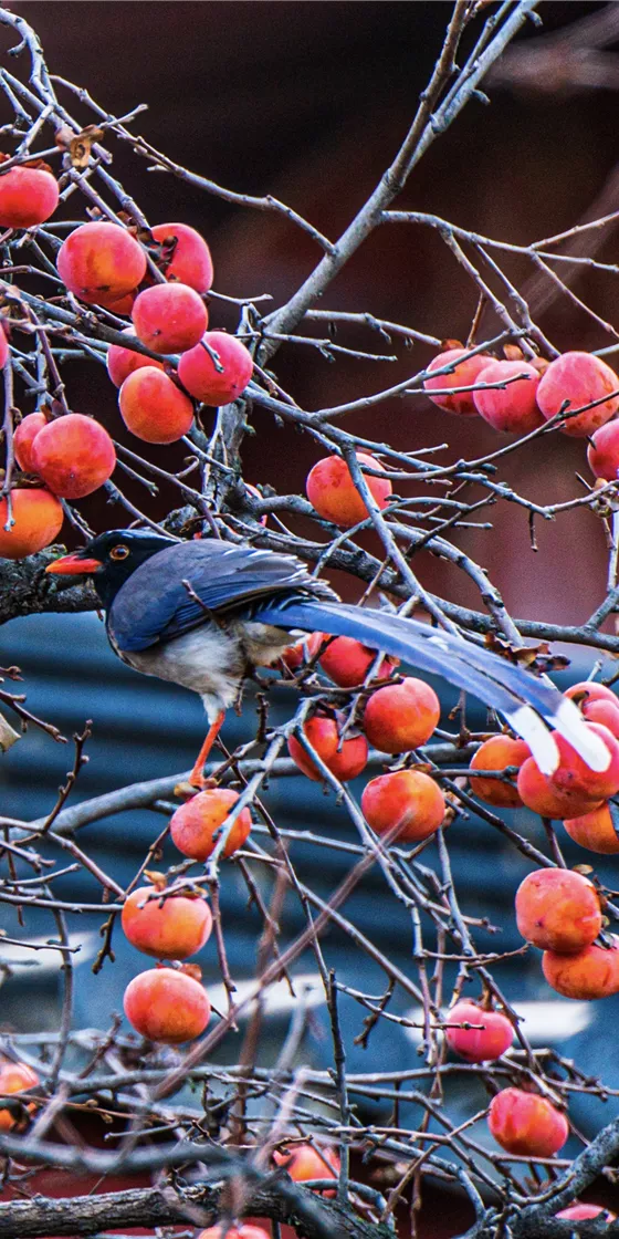 華清宮的初冬美景，驚豔了誰的時光？