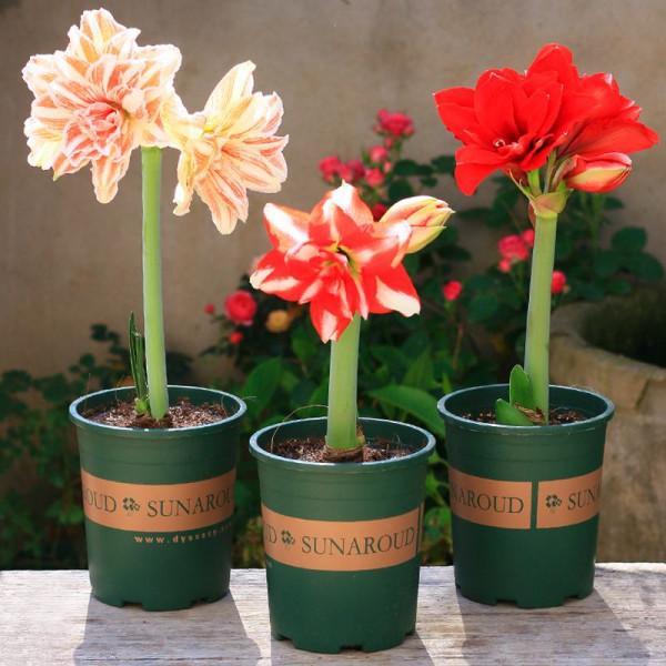 喜歡“小盆”的12種花，幹養多曬，擠著養，枝葉翠綠花大如碗