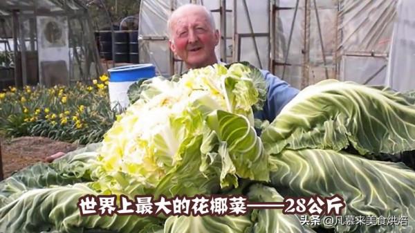 盤點18種全球最大的水果、蔬菜,都是常見的,卻大到讓人瞠目結舌 盤點18種全球最大的水果、蔬菜,都是常見的,卻大到讓人瞠目結舌