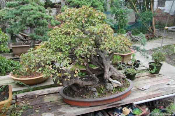 從繁殖到造型,在開啟三角楓盆景製作過程中感受繽紛世界 從繁殖到造型,在開啟三角楓盆景製作過程中感受繽紛世界