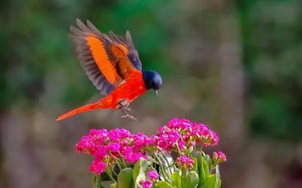 分享圖片：精美絕倫的鳥兒。顏色鮮豔，姿態優美，太招人喜歡了