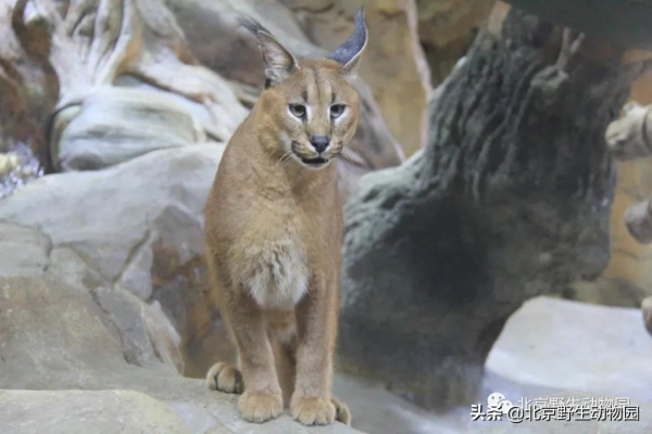 深秋時節，與動物相遇