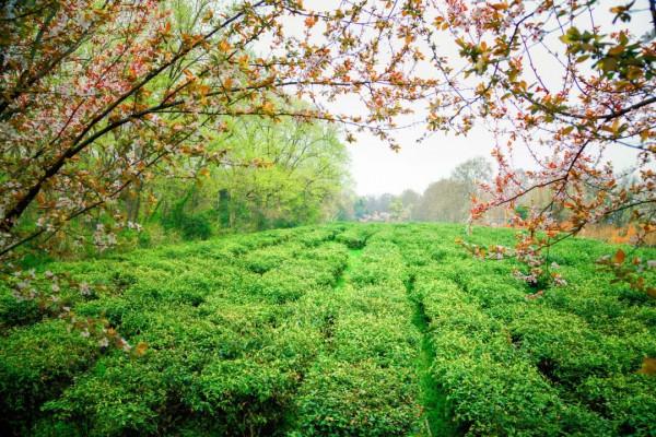既有悠悠歷史，又有俗世煙火，來南京看看吧