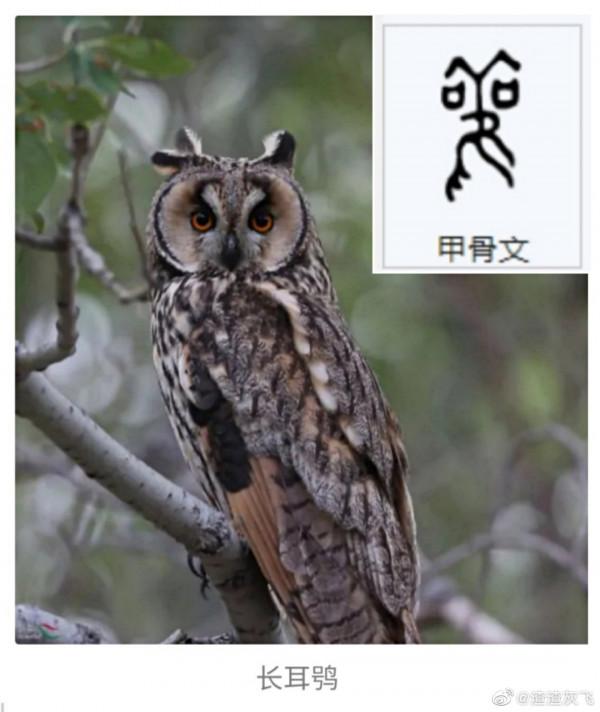 說文解字:甲骨文裡的貓頭鷹 說文解字:甲骨文裡的貓頭鷹
