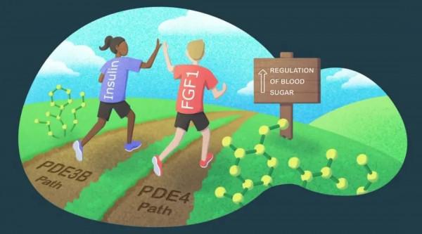 100年後，科學家發現了胰島素之外的第二個血糖調控通路