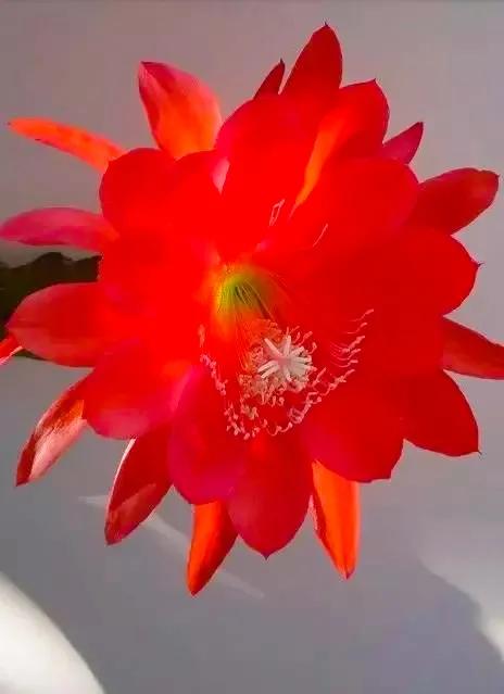 分享：曇花一現，精彩絕倫，讓人驚歎