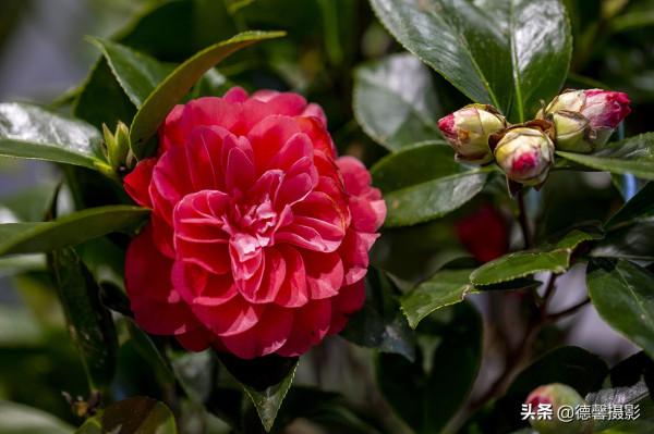 2022新春遊園&mdash;&mdash;植物園賞花