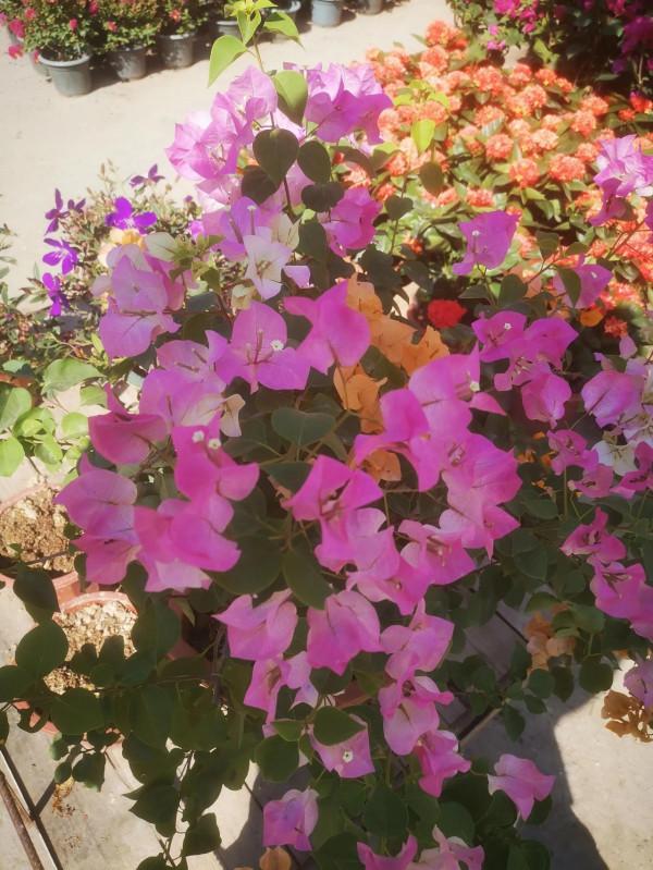 且看庭前花開花落