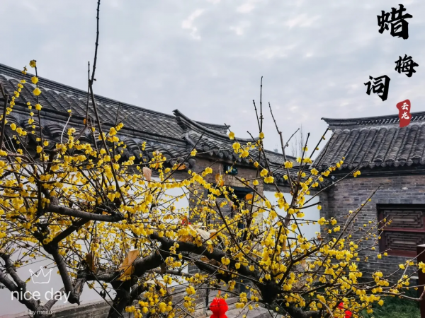 臘梅此時正含香，來看戶部山的臘梅吧