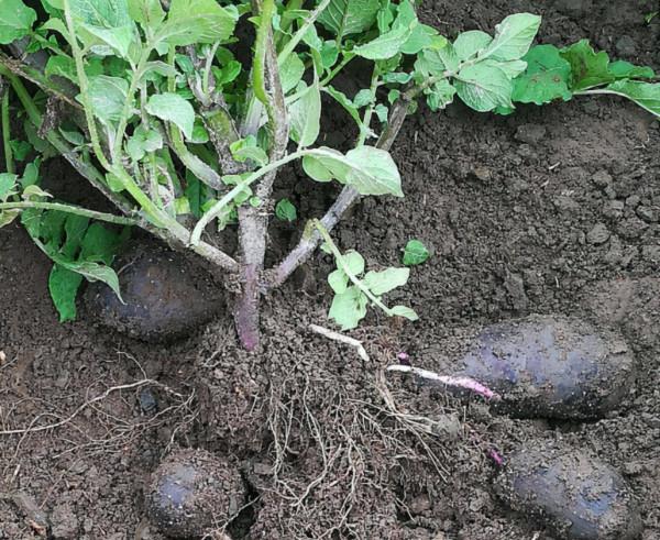 黑土豆:價格是普通土豆的5-6倍,農戶正“積極擴種” 黑土豆:價格是普通土豆的5-6倍,農戶正“積極擴種”