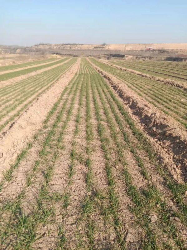 今日冬至:漫漫冬夜,烹雪煎茶,不枉人間百年 今日冬至:漫漫冬夜,烹雪煎茶,不枉人間百年