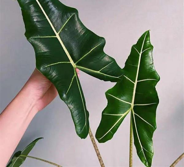 大葉子耐陰花，室內一定養，葉子比臉大，真涼快