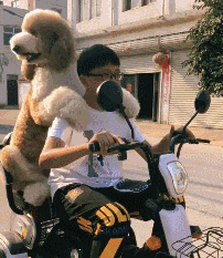 巨型貴賓，為何沒人敢養？被虐怕了嗎