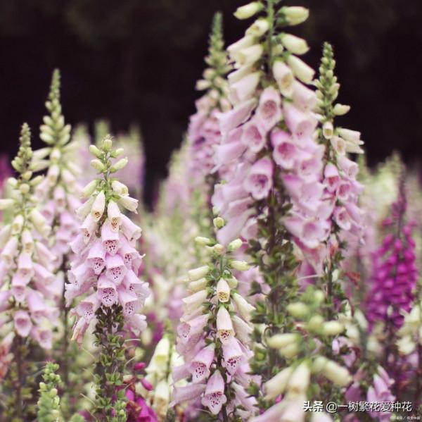 一年四季種啥花，推薦這56種花，詳細特點，讓你買到更適合自己的