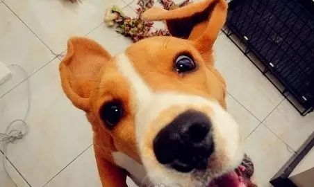 想養狗，先戒掉你這5個壞習慣吧