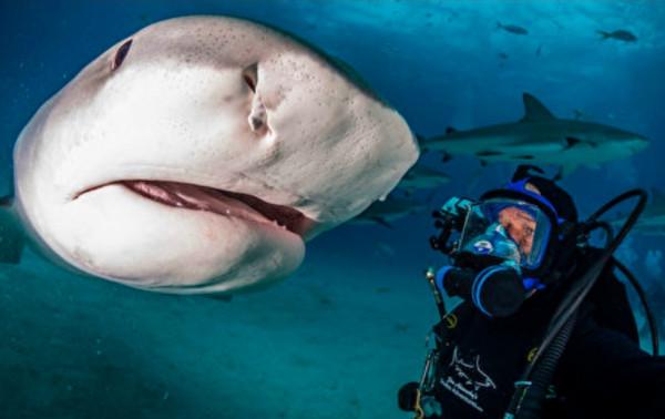 潛水員與虎鯊結下20年友誼