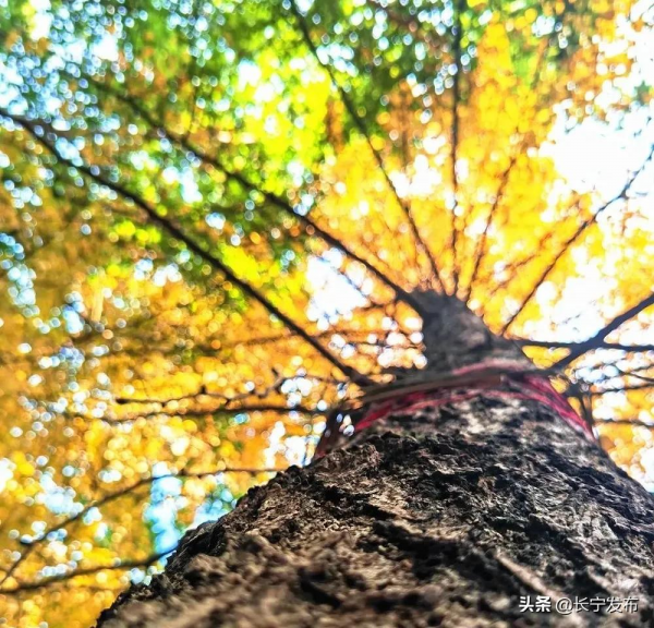 長寧城區銀杏盛開美如畫