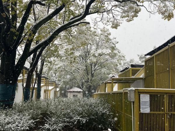 如果賞雪有段位，火烈鳥在青銅，那麼孔雀就是王者